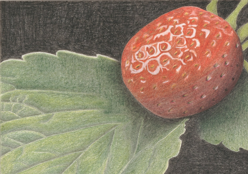 Veronika Schwarz, Strawberry (2026) coloured pencil on paper, 148 x 210mm